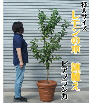 楽天市場】レモンの木 2mの通販