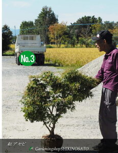 AZr/n/gAZr/sNAZrhԐFFsNhNo3iF1mOj202410Be