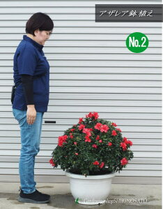 {[茩AUAA@No1 14iF0.7mOEF70cmj2024.10Be