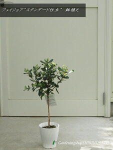 tFCWA/tFCWAc؁@AiX^_[hdājiF0.7mO)2024.10Be