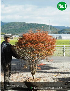 yH̍gtEXY̗lȉԁz{[hE_ccW @iF1.5mOj2025.11Be