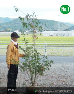 }~@iFsNnj No1D2iF1.8mOj2024.11Be