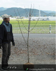 AI_ iF1.6mOj2024.11Be