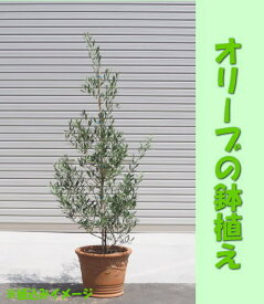 【送料無料】[ギフト●ご自宅用に]おしゃれなオリーブの鉢植え （テラコッタ鉢）オリーブの木