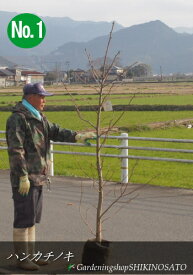 【珍しい樹木】ハンカチノキ/ハトノキ（2m内外）2021.2月撮影