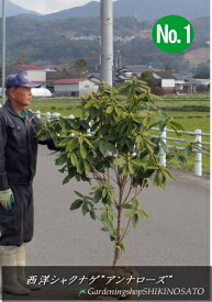 楽天市場 西洋 シャクナゲ 品種の通販