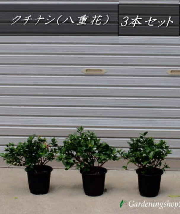 楽天市場 送料無料 現品 大特価クチナシ 八重花 ヌマタクチナシ 3鉢セット 樹高 0 3m内外 ガーデニングショップ四季の里