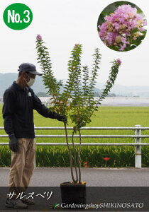 サルスベリ 紫 盆栽 植木の人気商品 通販 価格比較 価格 Com