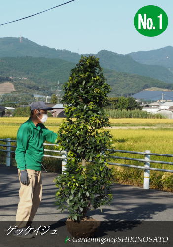 2本限定 常緑樹 ゲッケイジュ 素晴らしい価格 月桂樹 2021.10月撮影 樹高：2m内外 No1 最大86%OFFクーポン