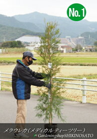 楽天市場 メディカル ティーツリーの通販