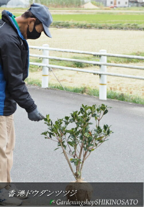 楽天市場 22 2月現在 花芽付きホンコンドウダンツツジ 香港ドウダン 香港ドウダンツツジ ピンクシャンデリア 樹高 0 6m内外 21 10月撮影 ガーデニングショップ四季の里