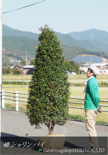 現品 常緑樹 庭木 シンボルツリー 割引も実施中 2022年のクリスマスの特別な衣装 樹高：2.3m内外 姫シャリンバイ 2021.11月撮影 目隠しに最適ヒメシャリンバイ