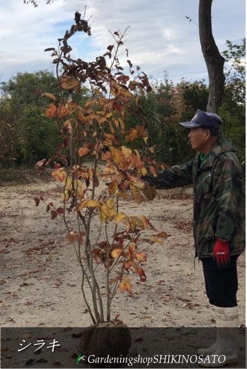 現品 落葉樹 紅葉が素晴らし木 送料無料 樹高：2m内外 シラキ 2021.11月撮影 白木 信頼 注目のブランド