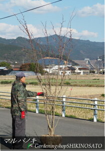 }omL/ۗt i2.5mOj2021.12Be