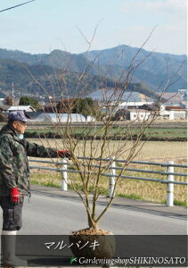 }omL/ۗt i2.5mOj2021.12Be