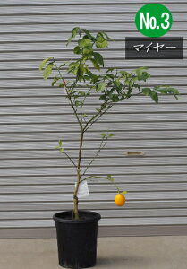 レモン 鉢植えの人気商品 通販 価格比較 価格 Com レモン 鉢植えの人気商品 通販 価格比較 価格 Com
