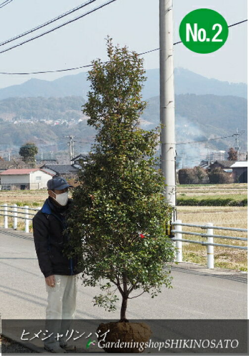 楽天市場 庭木 シンボルツリー 目隠しに最適ヒメシャリンバイ 姫シャリンバイ 樹高 2 5m内外 No219 2月撮影 ガーデニングショップ四季の里