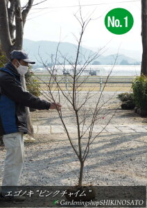 エゴノキ ピンク 盆栽 植木の人気商品 通販 価格比較 価格 Com