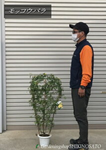 苗 モッコウバラ 苗の人気商品 通販 価格比較 価格 Com