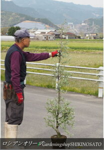 植木 盆栽 オリーブ 落葉樹の人気商品 通販 価格比較 価格 Com