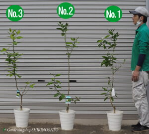 レモン 鉢植えの人気商品 通販 価格比較 価格 Com