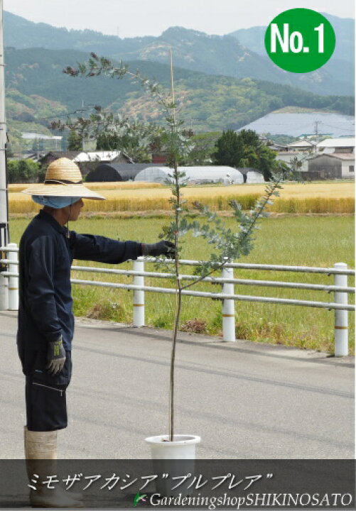 最大52 オフ ギンヨウアカシア プルプレア 樹高1 8m前後 鉢底から 7号鉢 ミモザアカシア シンボルツリー 庭木 植木 常緑樹 常緑高木 送料無料