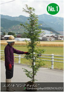 エゴノキ ピンク 盆栽 植木の人気商品 通販 価格比較 価格 Com