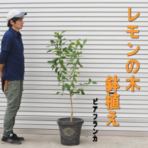 レモン 鉢植えの人気商品 通販 価格比較 価格 Com レモン 鉢植えの人気商品 通販 価格比較 価格 Com