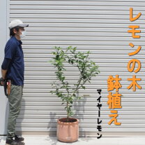 楽天市場】レモンの木 2mの通販