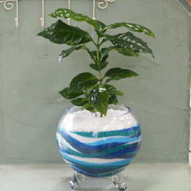 【送料無料】観葉植物（コーヒーの木）の鉢植えカラーサンド・サンドサート・アートサンド（ブルー系）高さ：30cm内外
