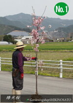 楽天市場】ヨウコウ桜の通販