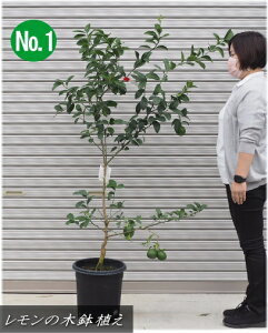 レモン 鉢植えの人気商品 通販 価格比較 価格 Com レモン 鉢植えの人気商品 通販 価格比較 価格 Com