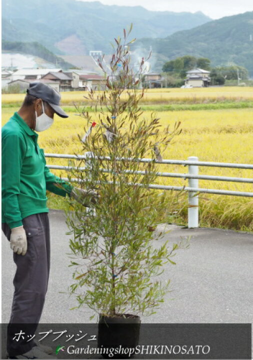 楽天市場 ホップブッシュ ポップブッシュ 樹高 1 5m内外 22 10月撮影 ガーデニングショップ四季の里