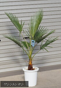観葉植物 ワシントンヤシの人気商品 通販 価格比較 価格 Com