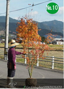 yzCn~W/gt/݂ No10iF2.7`2.8mOj2022.11Be