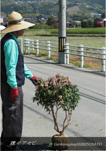 ́XAZr/сhԃAZrhԐFFsN iF0.8mOj