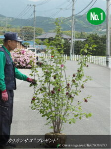 yzNEoC hJJTX/v[ghiF1.6mOj2023.4Be