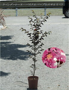 t̃TXxViTXx/Sg@ubN[t_ChiF0.8`1.1mOj2025.6Be