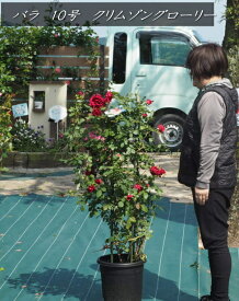 大苗　あんどん仕立てつるバラ/ツルバラ”クリムゾングローリー”　No2樹高：1.4m内外。10号鉢2026.5月撮影