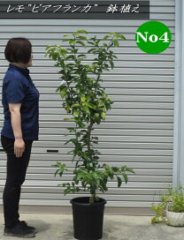 楽天市場】【現品】ソテツ/蘇鉄 鉢植え（高さ：1.2m内外）13号鉢2025.9 