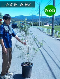 カリステモン/ブラシノキ/金宝樹 　鉢植え　10号鉢No5.6（樹高：1.4m内外）2026.8月撮影