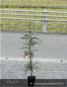 OrA/OBAhuX^/uX^[hiF1mOj2024.11Be