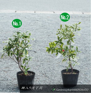 蒾/W`EQNo1iF0.5mOj2025.1Be