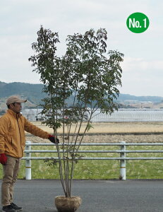 V}glRiF2.2mOjNo1@2024.12Be