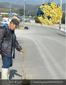 �����M���E�i�����@0.9m���O�j2025.1���B�e