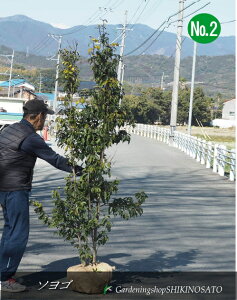 \Sh鎓/XhNo2@(F2mOj@2025.2Be