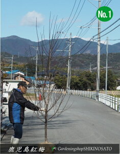 2025.2݁@ԉtԔ~@g~/~̖/~iF2.5mOj2025.2Be