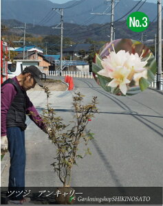 ccW "AL[" iF1.2mOj2025.2Be