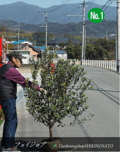 tFCWA/pCibvO@o@No1@F1.4mO2025.2Be