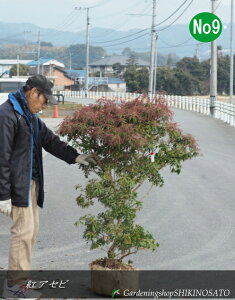 {[AZr/сhgAZrh No9iF1.2mOj2024.12Be